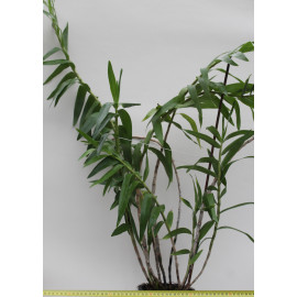 Dendrobium bracteosum x...