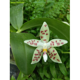 Phalaenopsis zebrina...