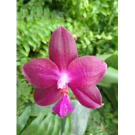 Phalaenopsis violacea...