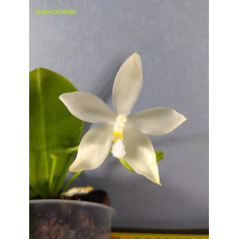 Phalaenopsis tetraspis var....