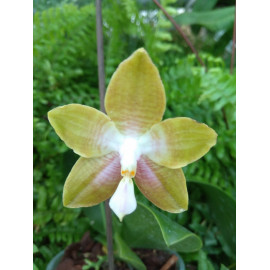Phalaenopsis (Youngho Gelb...