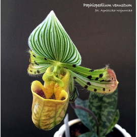 Paphiopedilum venustum (FS)