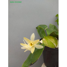 Dendrobium platycaulon (FS)
