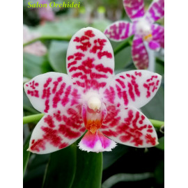 Phalaenopsis Natasha...