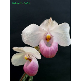 Paphiopedilum delenatii (FS)