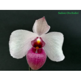 Paphiopedilum delenatii...