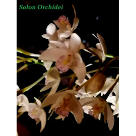 Dendrobium delicatum (FS)