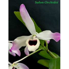 Dendrobium nobile (FS)