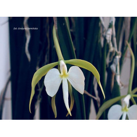 Epidendrum parkinsonianum (FS)