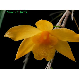 Dendrobium hancockii (FS)