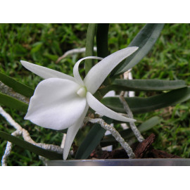 Angraecum didierii (NFS)