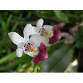 Phalaenopsis parishii (FS)