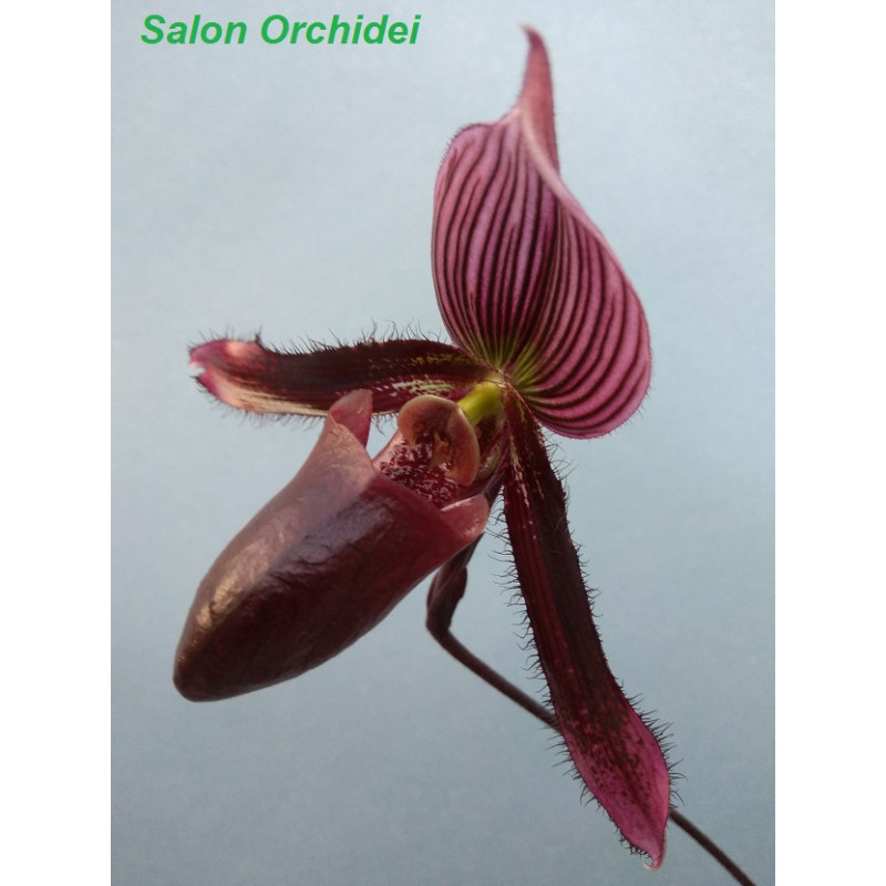 Paphiopedilum Maudiae Vinicolor Schwarze Madonna x wardii (NFS)