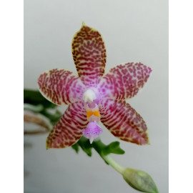 Phalaenopsis (speciosa x...