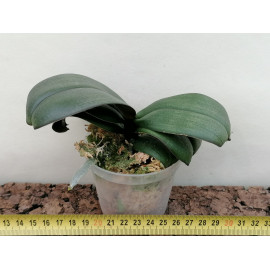 Phalaenopsis Chow Gui Liang...