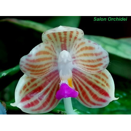 Phalaenopsis javanica (FS)
