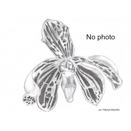 Phalaenopsis gigantea x...