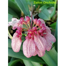 Bulbophyllum eberhardtii (FS)