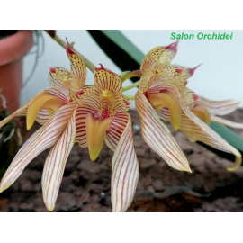 Bulbophyllum bicolor (FS)