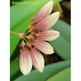 Bulbophyllum lepidum (FS)