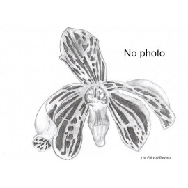 Bulbophyllum spec. (FS)