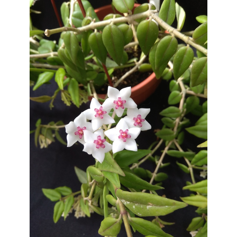 Hoya Bella
