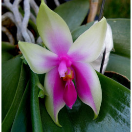 Phalaenopsis bellina (FS)