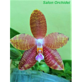 Phalaenopsis Mituo Gelb...