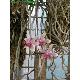 Phalaenopsis taenialis (FS)