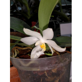 Phalaenopsis micholitzii (NFS)