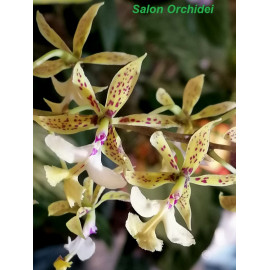 Epidendrum stamfordianum (FS)