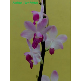 Phalaenopsis pulcherrima 2...