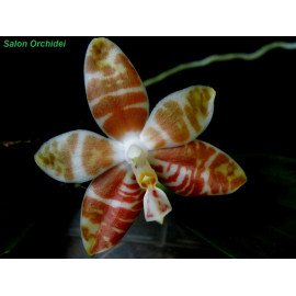 Phalaenopsis amboinensis (FS)