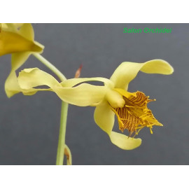 Dendrobium venustum (FS)