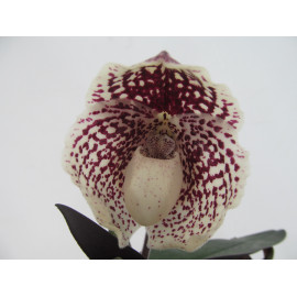 Paphiopedilum leucochilum (FS)