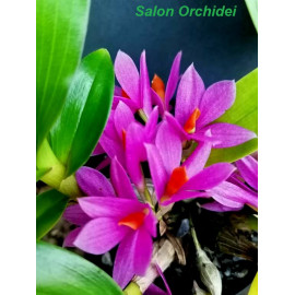 Dendrobium Hibiki (FS)