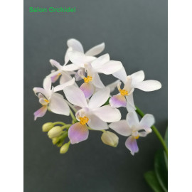 Phalaenopsis equestris var...