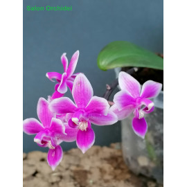 Phalaenopsis equestris...