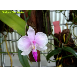 Phalaenopsis lowii (FS)