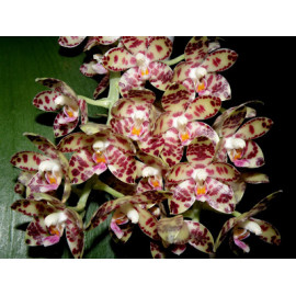 Phalaenopsis gigantea (NFS)