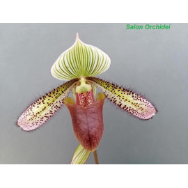 Paphiopedilum superbiens (FS)