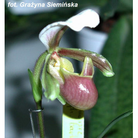 Paphiopedilum barbigerum (FS)