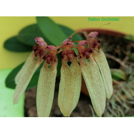 Bulbophyllum longiflorum (FS)