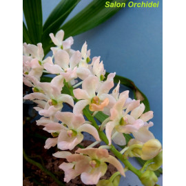 Rhynchostylis gigantea f....