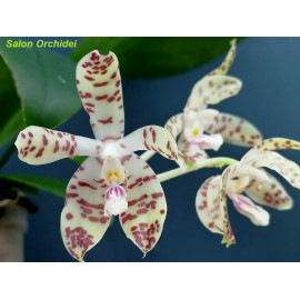 Phalaenopsis speciosa solid...