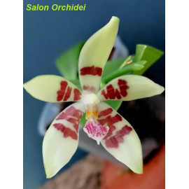 Phalaenopsis speciosa solid...