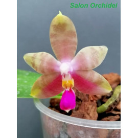 Phalaenopsis amboinensis...