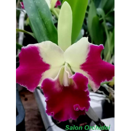 Blc. Kat Red Panda 'Dragon...