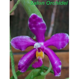 Phalaenopsis pulchra  (FS)