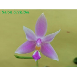 Phalaenopsis mentawaiensis...